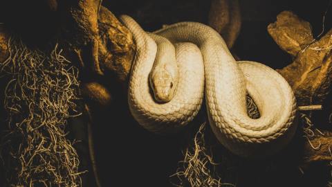 Serpiente pene Miami