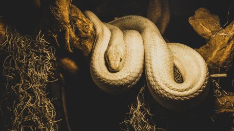 Serpiente pene Miami