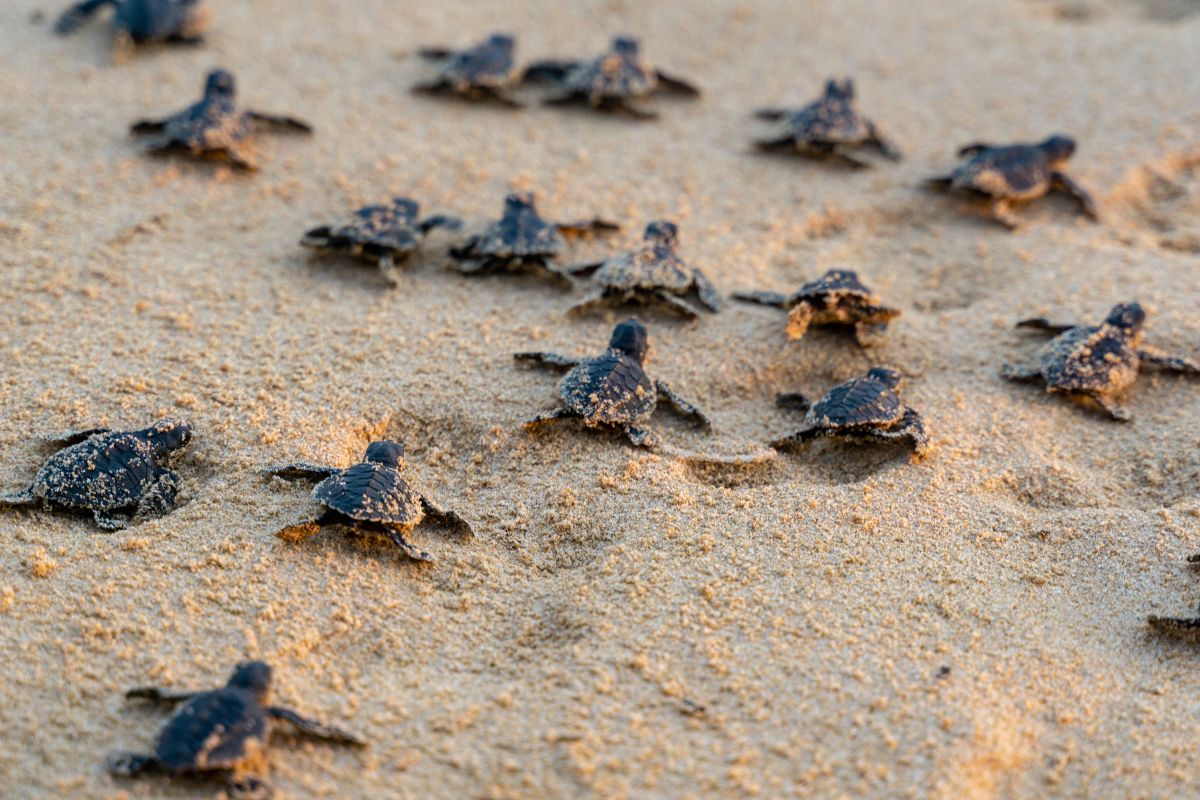 2-headed sea turtle discovered on South Carolina beaches