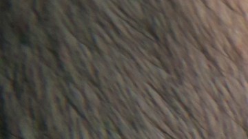 Virus VRS Estados Unidos