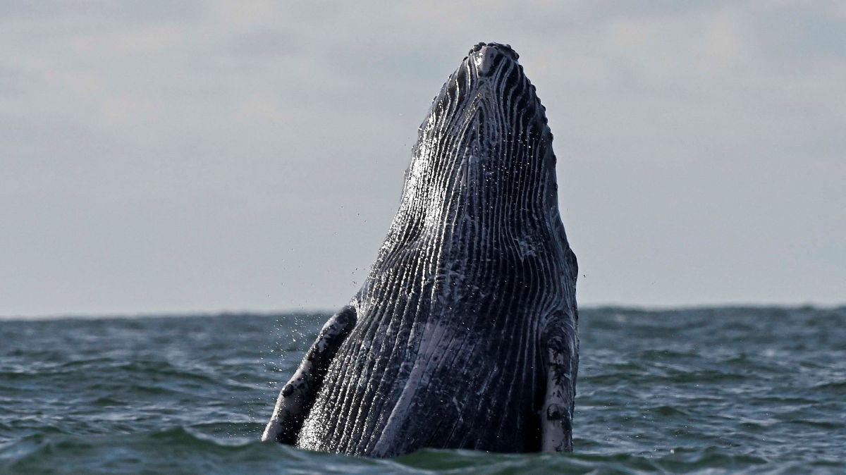 12-year-old makes $ 350,000 selling his whale drawings