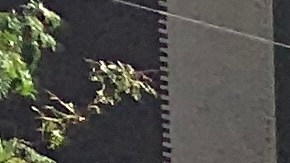 Repartidor de comida en NYC.