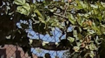 La policía no ha anunciado detenciones.