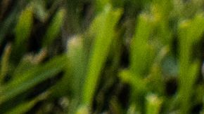 Seguidor Trump Florida