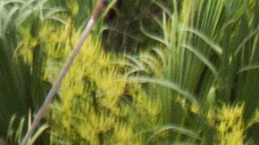 Tormenta Elsa Florida