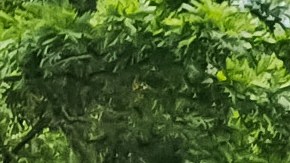 Protesta afganas en Indonesia