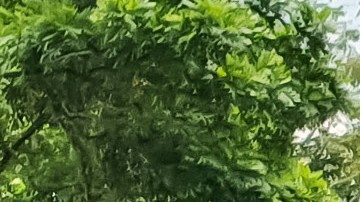 Protesta afganas en Indonesia