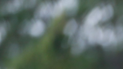 Hombre captado en imágenes de cámara exploradora en Florida no es Brian Laundrie