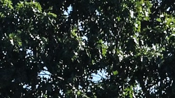 Funeral Gabby Petito