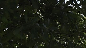 Investigación en Orange County