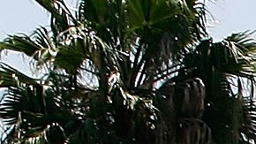 Estacion gasolina Chevron