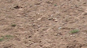 Caballos Rio Grande