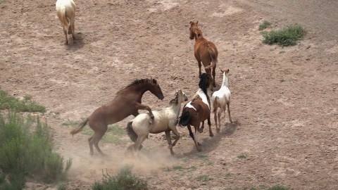 Caballos Rio Grande