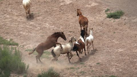 Caballos Rio Grande