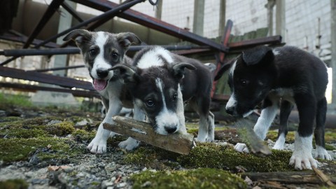 Perros mueren en incendio en Texas