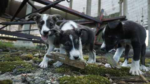 Perros mueren en incendio en Texas