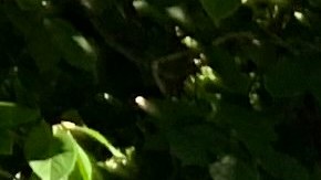 Arrecia lucha en el Concejo Municipal para que no ciudadanos puedan votar en la Ciudad de Nueva York con manifestación y audiencia