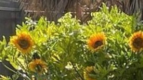 Ana Patricia Gámez regresó a 'Despierta América'