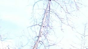 Ambicioso proyecto busca revivir mamuts