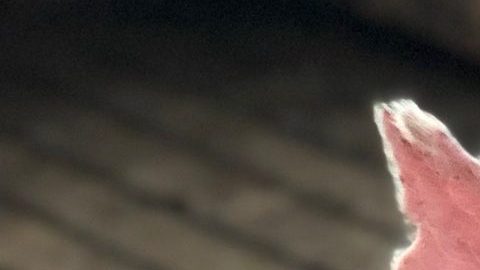 Canal de youtube cerdo viral