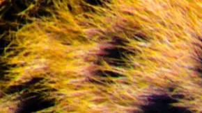 Traficantes China Jaguar