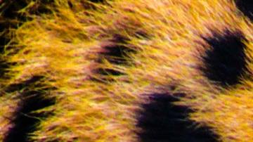 Traficantes China Jaguar