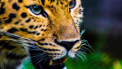 Traficantes China Jaguar