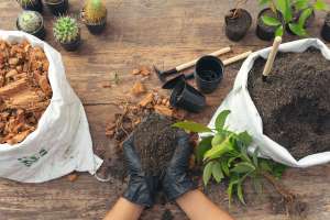 Huerto casero: cómo empezar y qué plantar