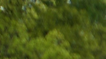 Estatura neerlandeses