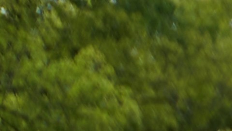 Estatura neerlandeses