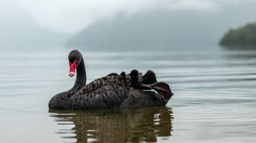 Eventos inesperados cisne negro
