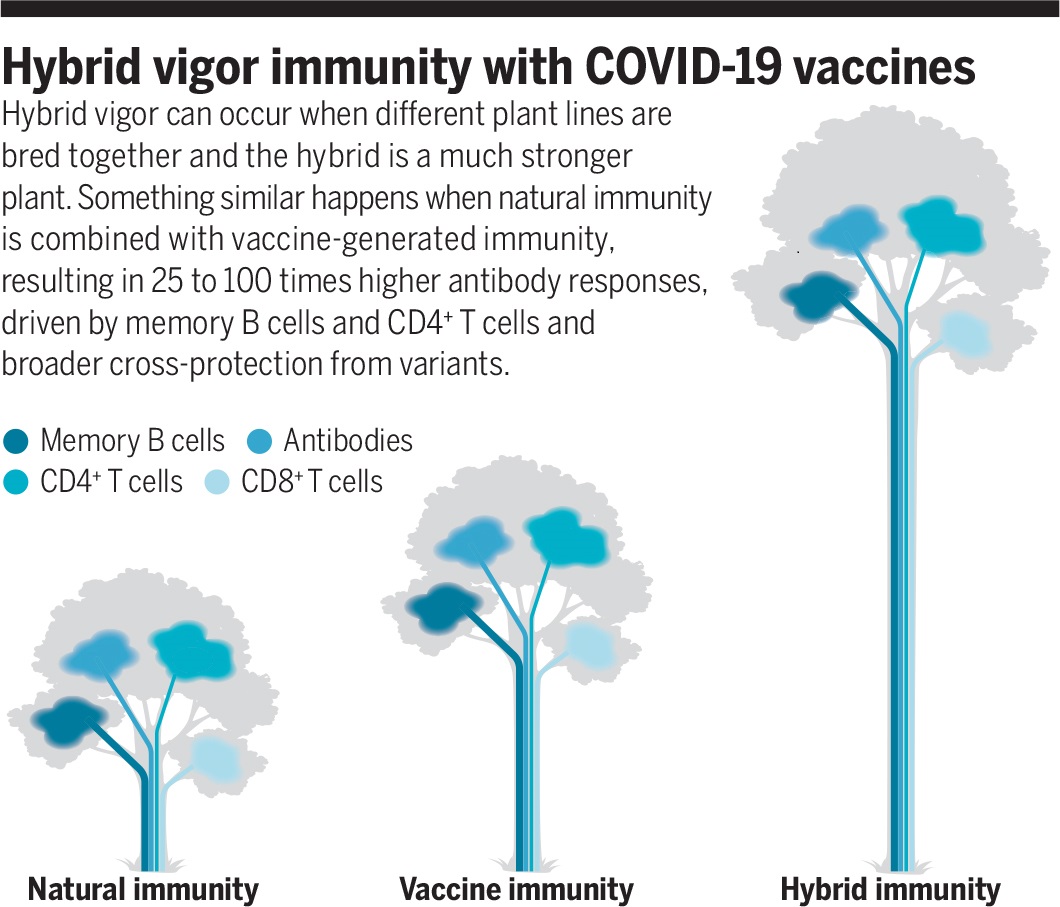 inmunidad hibrida
