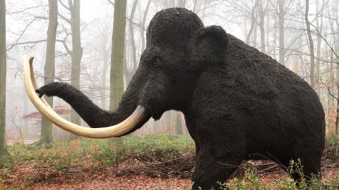 mamut-colossal