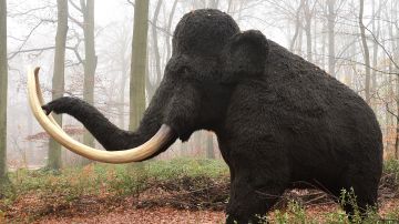 mamut-colossal