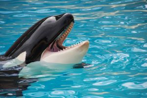 Piden liberar a Kiska, la orca que se golpea contra paredes de tanque en parque de Canadá