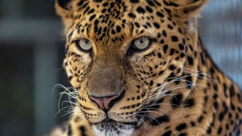 Pelea leopardo puercoespín viral