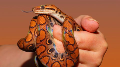 Mujer sufre una "plaga de serpientes" en su casa y graba cómo atrapa a peligrosa especie