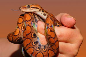 Mujer sufre una "plaga de serpientes" en su casa y graba cómo atrapa a peligrosa especie
