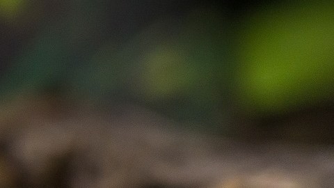 COVID: El veneno de una serpiente latinoamericana podría frenar la reproducción del virus