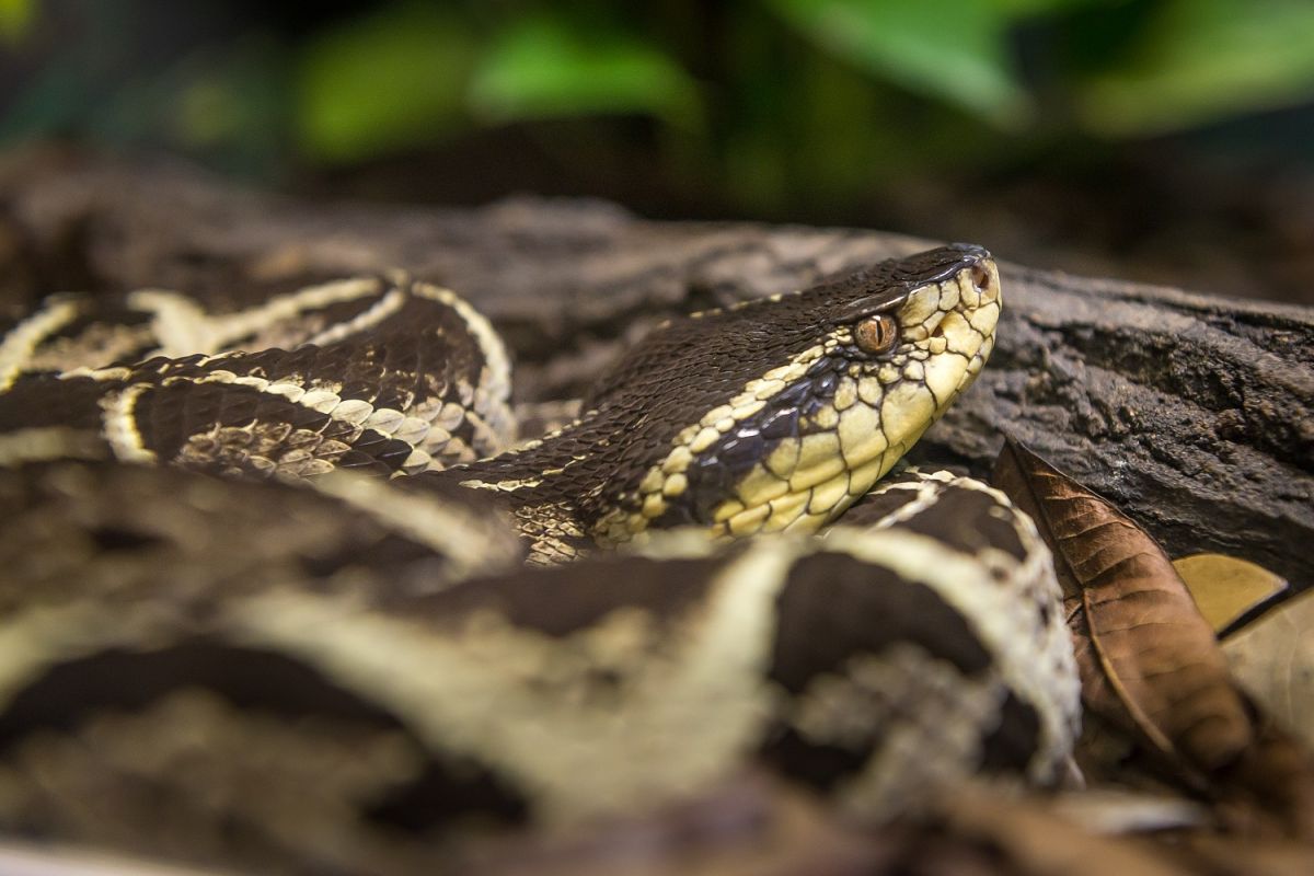 La serpiente jararacussu puede encontrarse en Brasil y otros países sudamericanos.