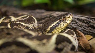 COVID: El veneno de una serpiente latinoamericana podría frenar la reproducción del virus