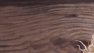 Gemelas de Israel separadas después de un año