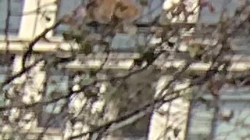 Bomberos protestan contra mandato d evacuna frente a Grace Mansion