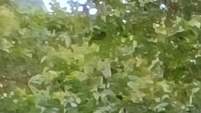 Organizaciones de Defensa como la Sociedad de Ayuda Legal se plantan en contra la política de traslados (Archivo)