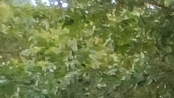 Organizaciones de Defensa como la Sociedad de Ayuda Legal se plantan en contra la política de traslados (Archivo)