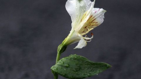 Bala perdida