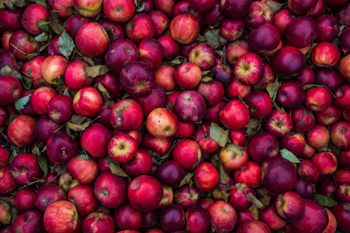 Las manzanas son la fruta más consumida en el mundo. Se caracterizan por su alto contenido en fibra, vitaminas, minerales, antioxidantes y ácido málico que benefician la salud y nos protegen de enfermedades. 