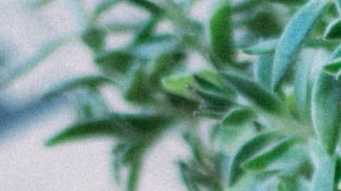 Formas naturales de disminuir la artritis