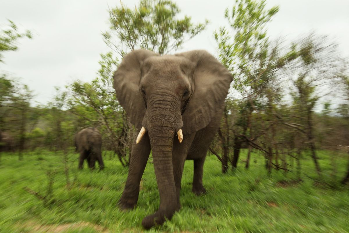 Suspected poacher killed by elephant in South African National Park