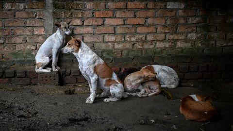 Hombre abusaba de perritos